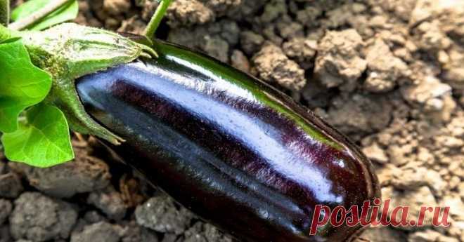 Вкусный баклажан на ужин всего за 5 минут. Секрет болгарской кухни!