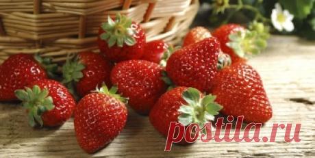 Польза и вред клубники