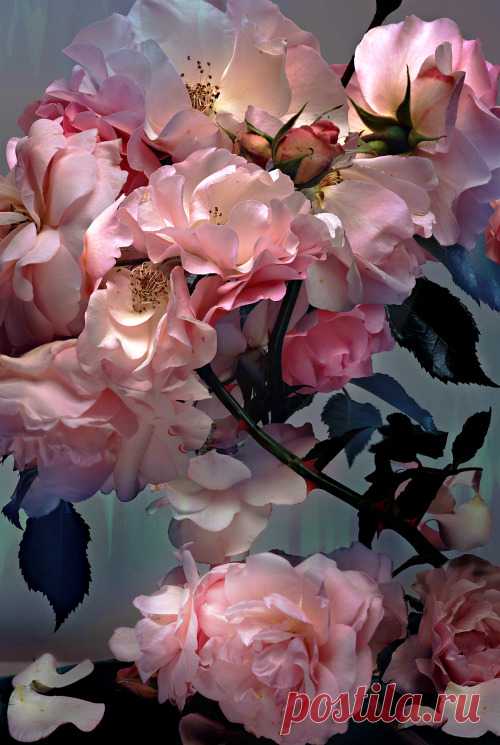Robertocustodioart: Розы По Нику Рыцарь 2008 Красивые, вдохновляющие и творческие образы от Piccsy. Тысячи picc заключается в его сравнительно от всех наших потоков, для вас, чтобы просмотреть, наслаждаться и делиться с друзьями.