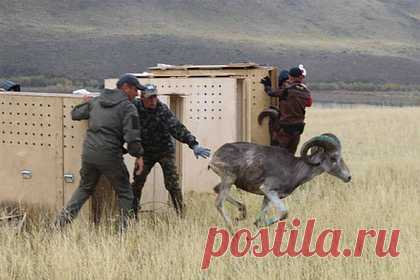 Россияне помогли самым большим в мире горным баранам на Алтае. В национальном парке «Сайлюгемский» на Алтае выпустили на свободу четырех аргали, считающихся самыми большими в мире горными баранами. Таким образом россияне помогли зверям, поселив их в дикой природе. В зоопарке с самого начала животных готовили к выпуску, не давая им возможности много и долго контактировать с людьми.