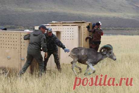 Россияне помогли самым большим в мире горным баранам на Алтае. В национальном парке «Сайлюгемский» на Алтае выпустили на свободу четырех аргали, считающихся самыми большими в мире горными баранами. Таким образом россияне помогли зверям, поселив их в дикой природе. В зоопарке с самого начала животных готовили к выпуску, не давая им возможности много и долго контактировать с людьми.