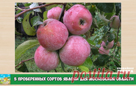 Пять проверенных сортов яблони для московской области

Вымерзание плодовых деревьев встречается часто. В основном, из-за того, что к нам тянут нерайонированные и имеющие невысокую морозостойкость сорта. Но есть и проверенные сорта, которые не подведут.