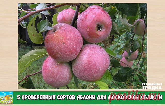 Пять проверенных сортов яблони для московской области

Вымерзание плодовых деревьев встречается часто. В основном, из-за того, что к нам тянут нерайонированные и имеющие невысокую морозостойкость сорта. Но есть и проверенные сорта, которые не подведут.