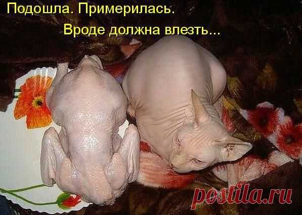 Живой уголок. Кошки, собаки