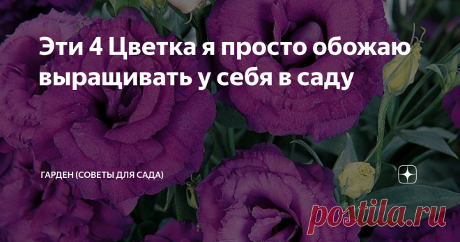 Эти 4 Цветка я просто обожаю выращивать у себя в саду Цветов в моем саду огромное количество. Но есть самые лучшие, которые я больше всего люблю. По весне, когда начинается цветение, сад становится безумно красивым. Яркие, пышные шапки не могут не радовать, а нежные белые цветы вносят свежесть. Жёлтые, оранжевые бутоны как языки пламени, удивительные, привлекающие взгляд.