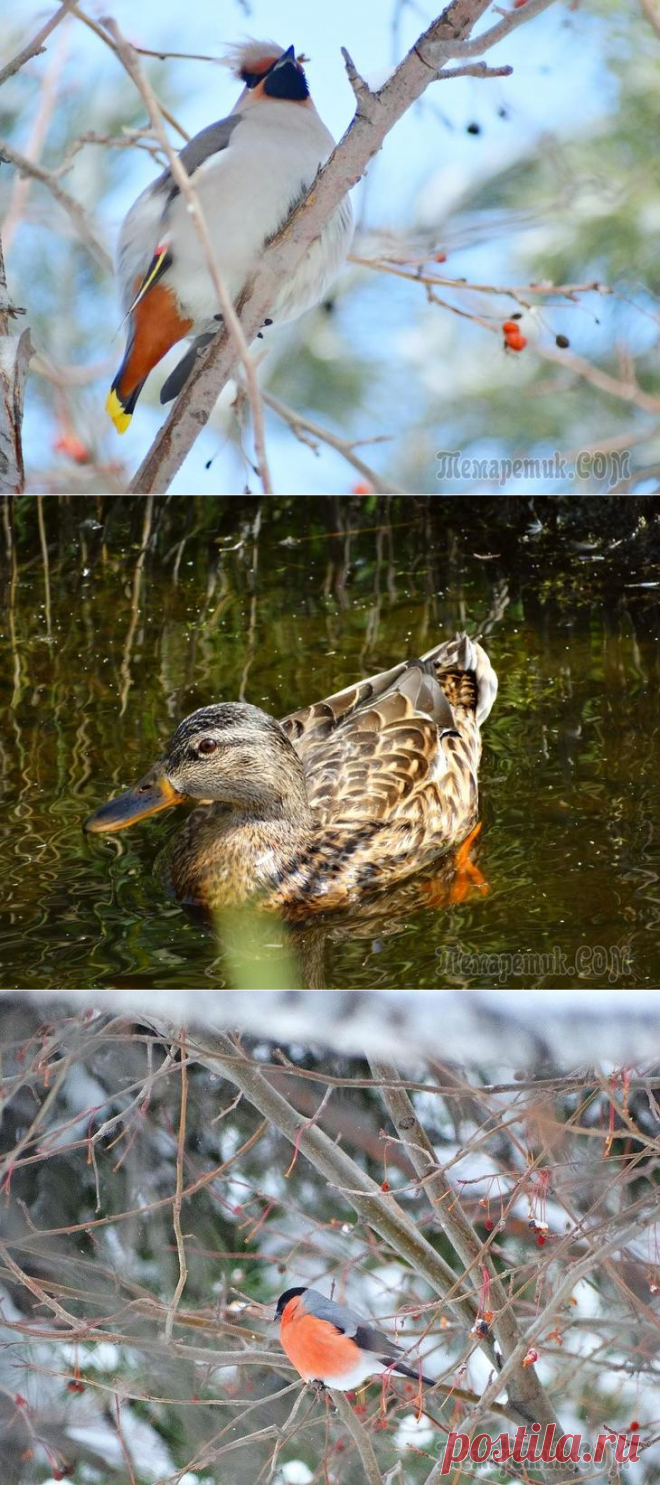 Птичьи фотострасти (продолжение)