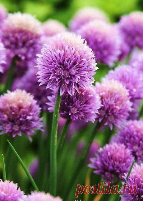 ♥ ЖИВОТНЫЕ ♥ ПРИРОДА ♥