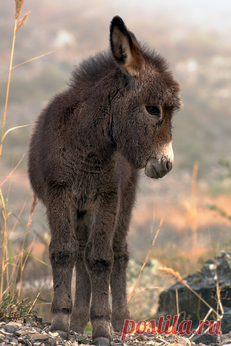 (50) Tumblr