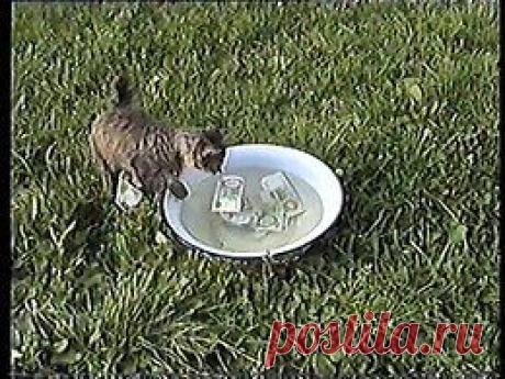 Видео в рубрике: &quot;Наши домашние животные&quot;