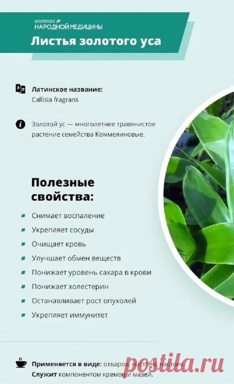 Листья золотого уса (каллизия душистая)