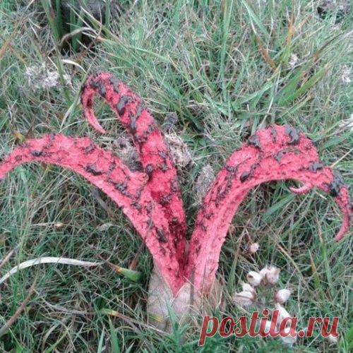 Интересный гриб Антурус Арчера или «пальцы дьявола»