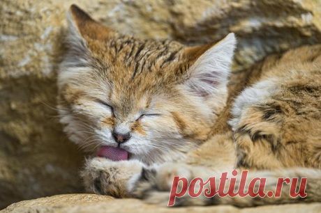 Барханный кот