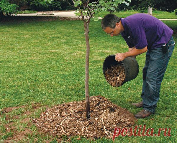 ЯБЛОНИ И ГРУШИ – КОГДА И ЧЕМ ИХ ПОДКОРМИТЬ