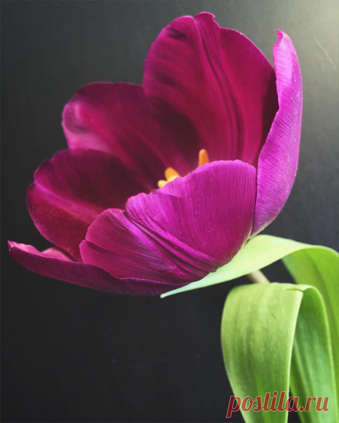 ~SUGAR BUNCH~ в Instagram: «#HappyFriday! Here's to the beginning of a #blooming weekend! #tulip #floweroftheday #instabloom» 26 отметок «Нравится», 0 комментариев — ~SUGAR BUNCH~ (@sugar_bunch) в Instagram: «#HappyFriday! Here's to the beginning of a #blooming weekend! #tulip #floweroftheday #instabloom»