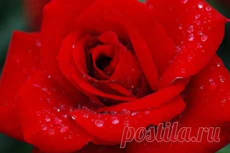 The Rose
