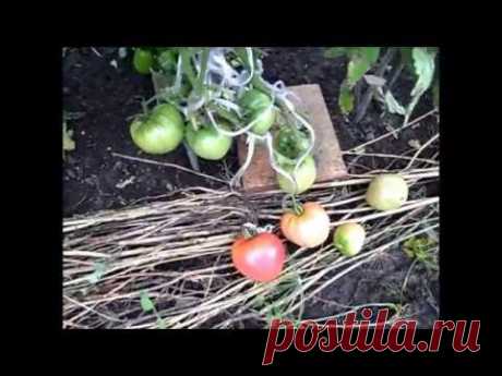 Сорт помидоров МАЗАРИНИ