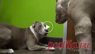 Питбули — бойцовые собаки, но посмотрев на эту парочку, начинаешь сомневаться