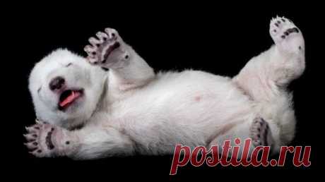 Умилительные зверята - Вдохновение / Surfingbird - мы делаем интернет лучше