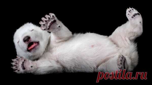 Умилительные зверята - Вдохновение / Surfingbird - мы делаем интернет лучше