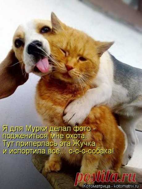 Фото для Мурки (котоматрица)
