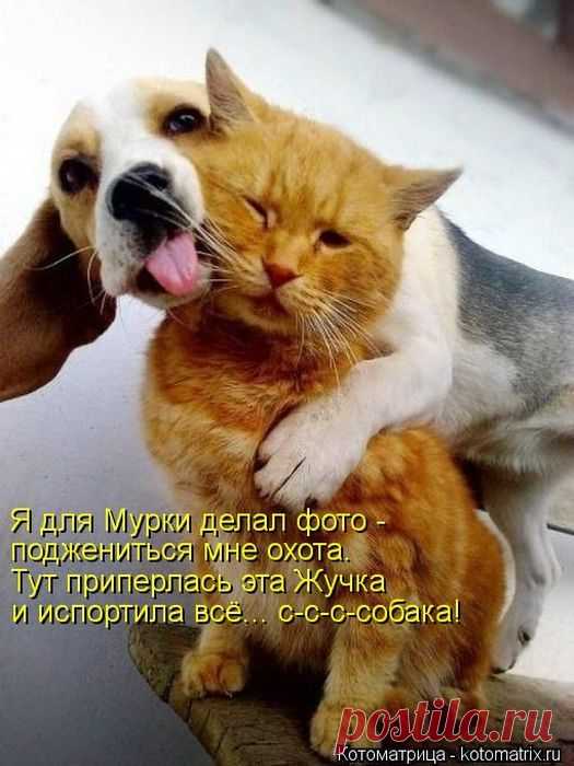 Фото для Мурки (котоматрица)