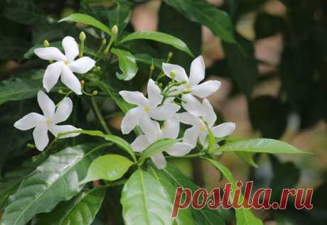 Табернемонтана – уход в домашних условиях. Выращивание табернемонтаны, пересадка и размножение. Описание. Фото – Flowertimes.ru