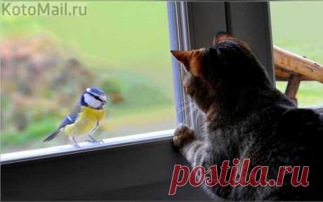Удивительное рядом | KotoMail.ru