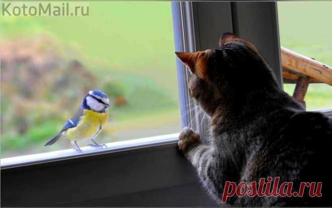 Удивительное рядом | KotoMail.ru