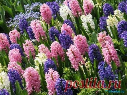 Гиацинт: как ухаживать за цветком в домашних условиях