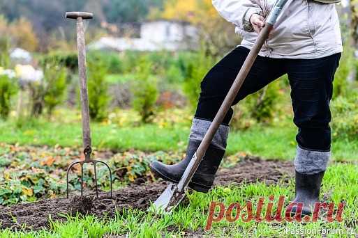 Дачникам. Осенняя обработка почвы Выбираем инструмент для перекопки!В поисках идеального решения.Каждый садовод рано или поздно задумывается о том, как лучше подготовить почву к зиме. Традиционная лопата или современный культиватор? Давайте рассмотрим оба метода без утомительных списков. Ручной труд: магия...