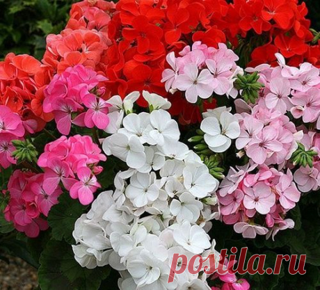 ЧТОБЫ ГЕРАНЬ ВСЕГДА РАДОВАЛА ЦВЕТЕНИЕМ, НУЖНА 1 КАПЛЯ ЙОДА!