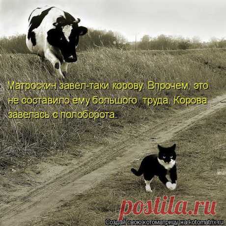 Лучшие котоматрицы недели / Питомцы