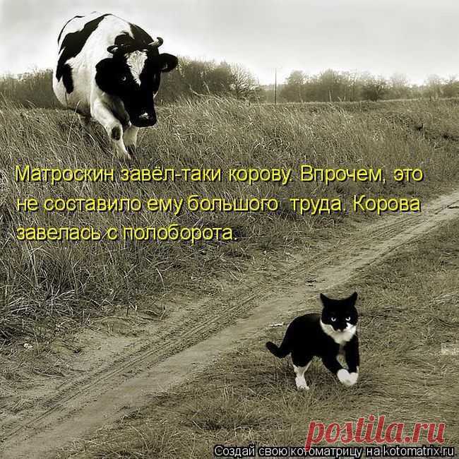 Лучшие котоматрицы недели / Питомцы