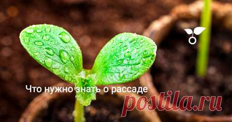 Чтобы получить здоровую рассаду, существует множество приёмов, основанных на особенностях культуры или климатической специфики региона.