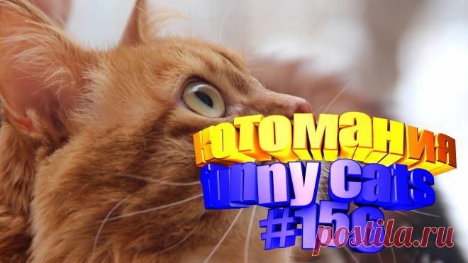 Вам нравится смотреть видео про смешных котов? Тогда мы уверены, Вам понравится наше видео 😍. Также на котомании Вас ждут: видео кот,видео кота,видео коте,видео котов,видео кошек,видео кошка,видео кошки,видео о котах, видео о кошках, видео смешных кошек, кот видео, коты 2020, кошка, кошки видео, приколы от кошек, про котиков, про смешно кошек, смешное про котов, смешной кот, смешные про детей животных, смешные ролики про животных, смотреть смешные котейки, приколы с котами и кошками 2020
