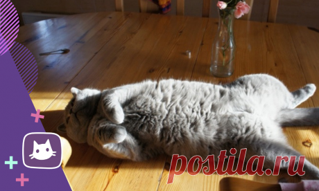 😸10 «пушистых» отличий наших любимых котиков от других четвероногих | Нос, хвост, лапы | Яндекс Дзен