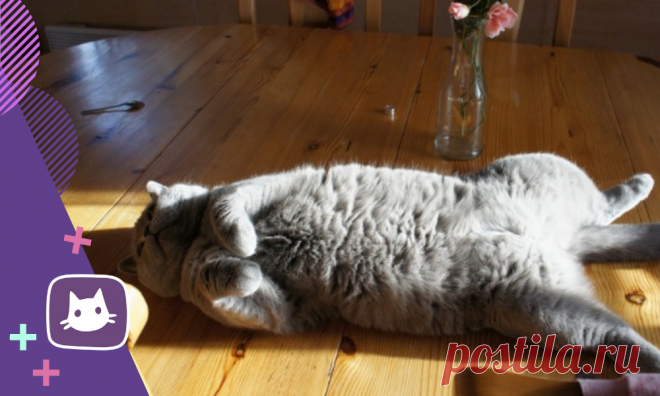 😸10 «пушистых» отличий наших любимых котиков от других четвероногих | Нос, хвост, лапы | Яндекс Дзен