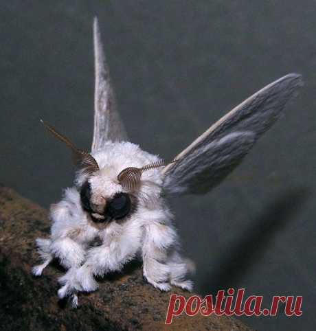 20 Of the Worlds Strangest Creatures
