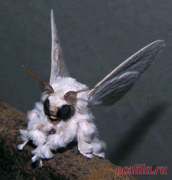 20 Of the Worlds Strangest Creatures