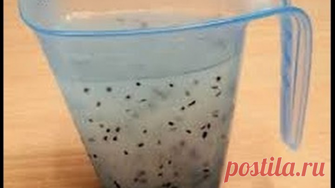 Как посадить морковь, чтобы не прореживать