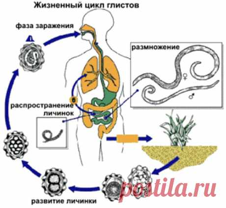 Гельминтоз – симптомы, лечение и профилактика