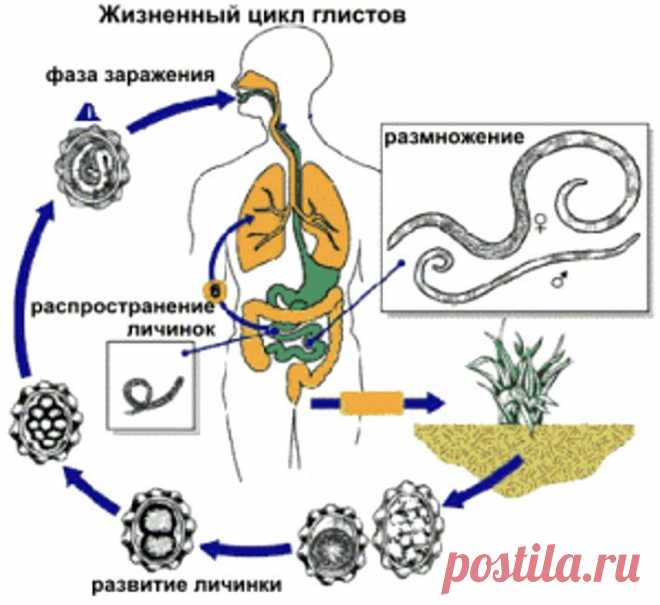 Гельминтоз – симптомы, лечение и профилактика