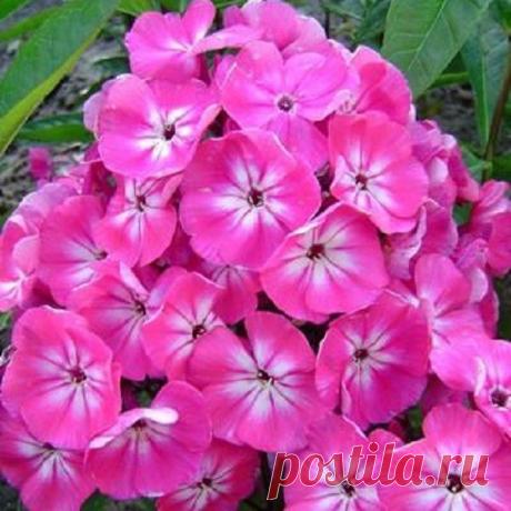 Размножение флоксов, борьба с болезнями и вредителями | Дача - впрок