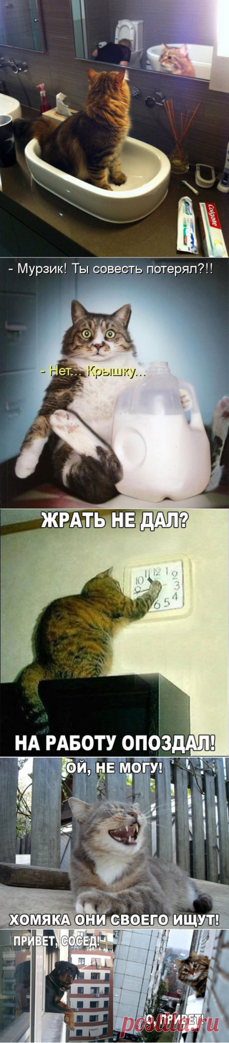 Смешные фото приколы и мемы с котами и кошками