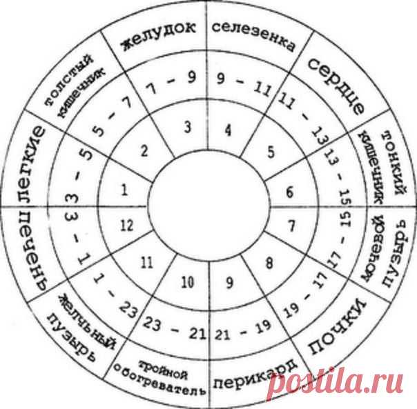 ЧАСЫ РАБОТЫ НАШЕГО ОРГАНИЗМА