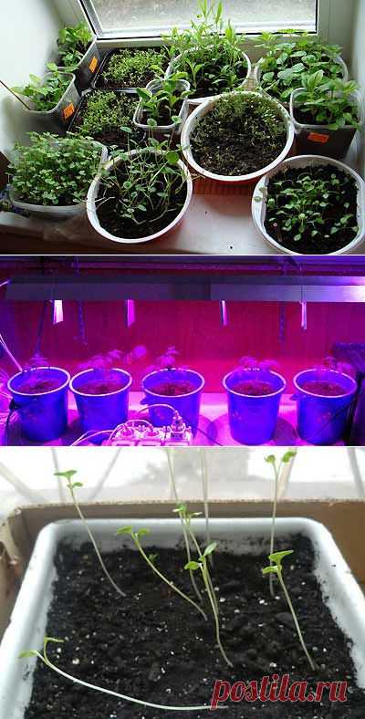 Вытягивается рассада-что делать? | Мое подворье