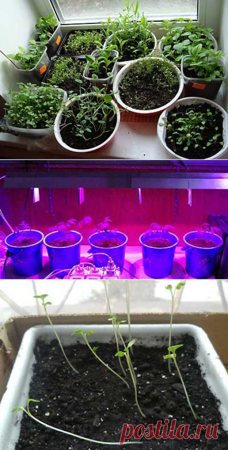 Вытягивается рассада-что делать? | Мое подворье