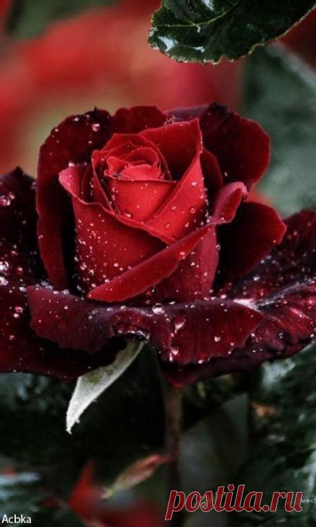 (20) Pinterest