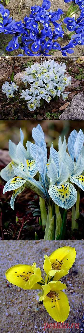 (+1) сообщ - Ирис иридодиктиум - самый мелкий и самый ранний | ОГОРОД БЕЗ ХЛОПОТ