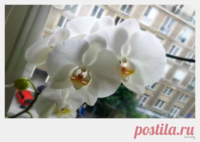 Google+